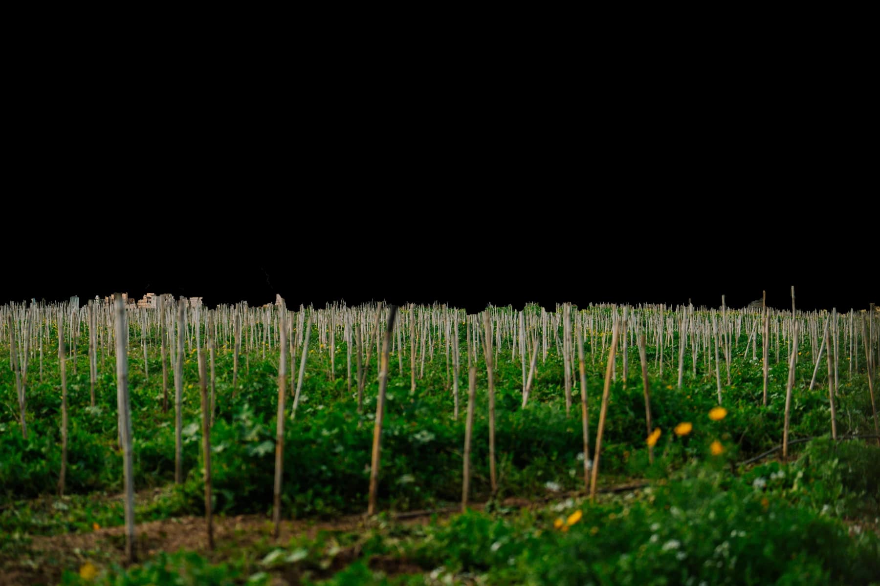 The Montekristo palace above its estate vineyard