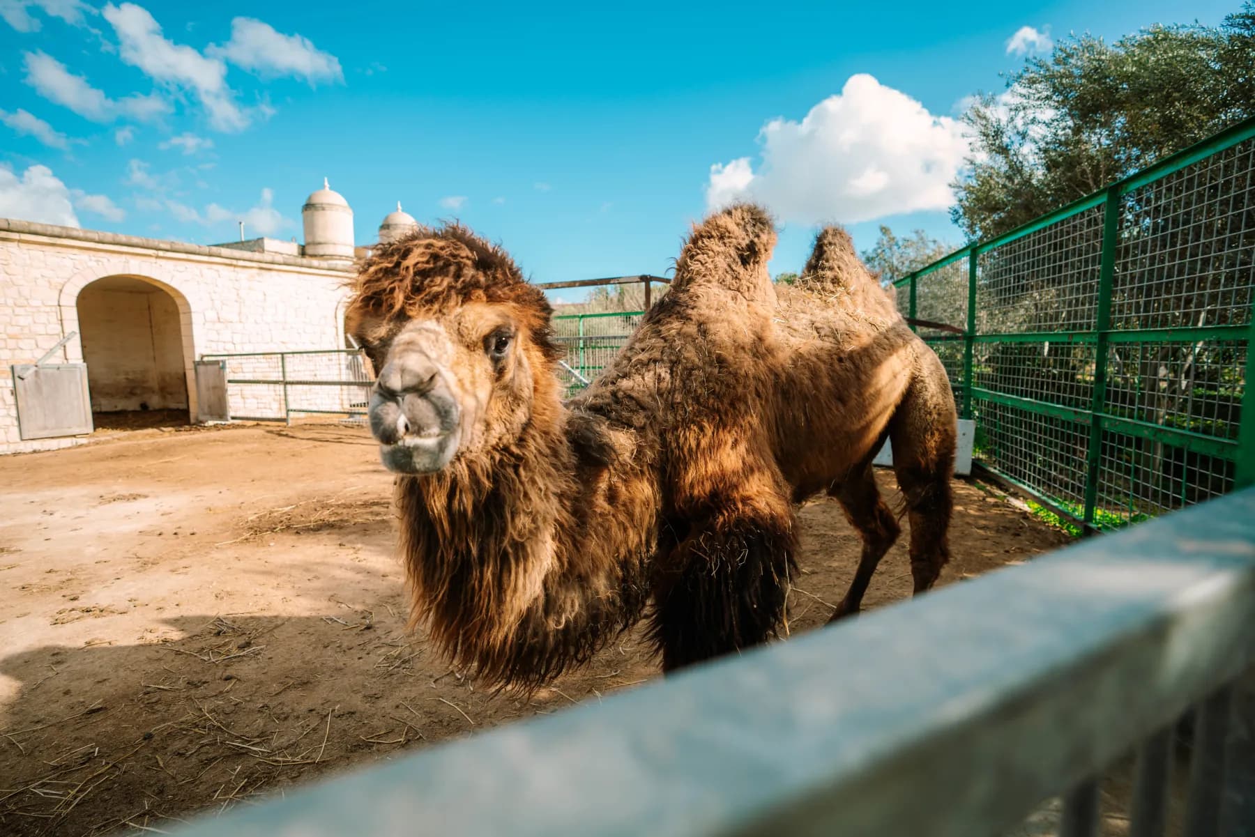 A camel at Montekristo Animal Park with the estate behind