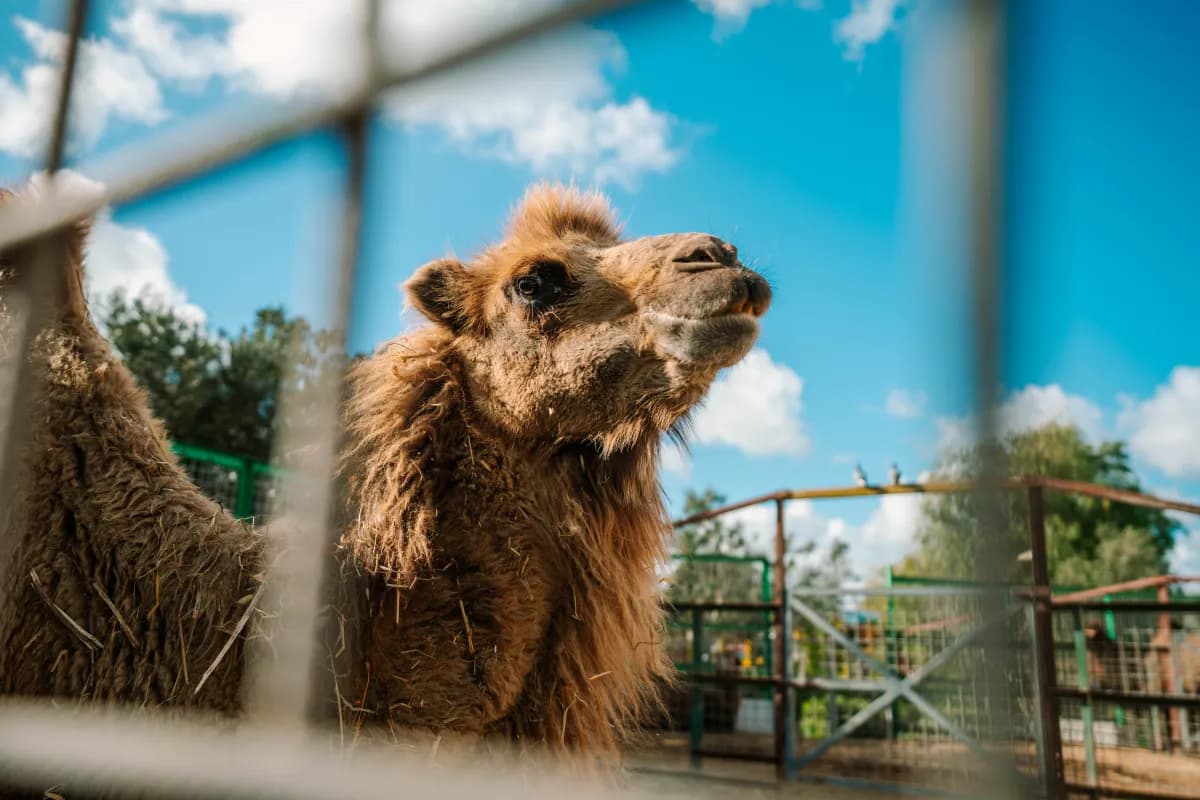 Camels