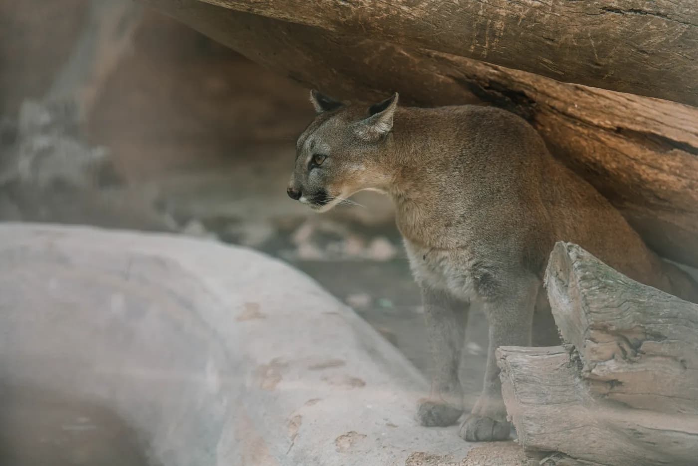 Big cats