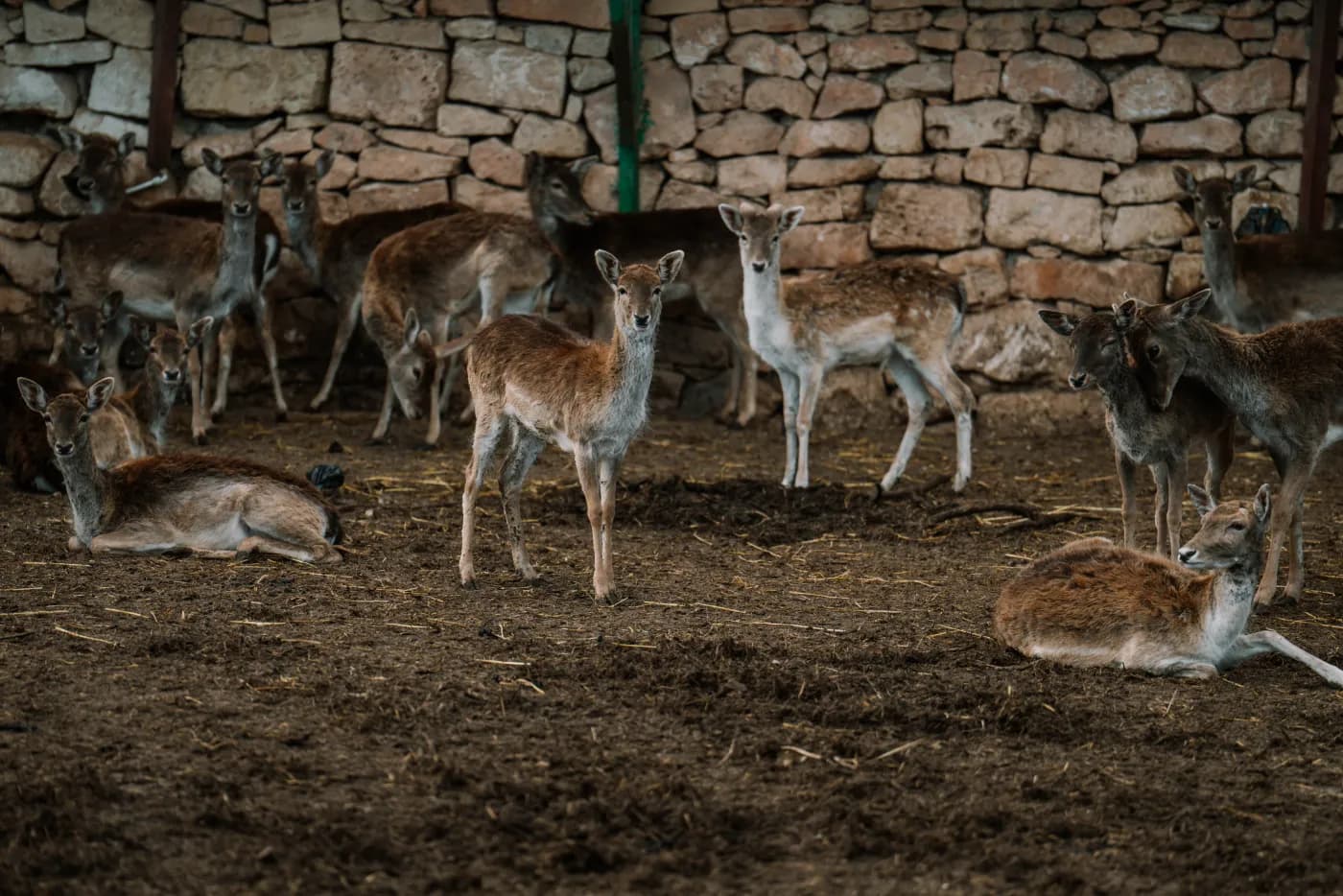 Deer & herds