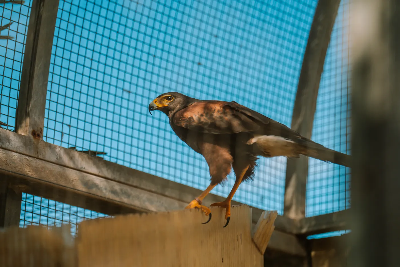 Birds of prey