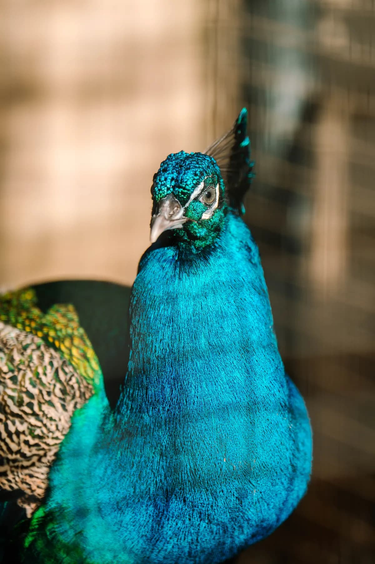 Peacocks & exotic birds