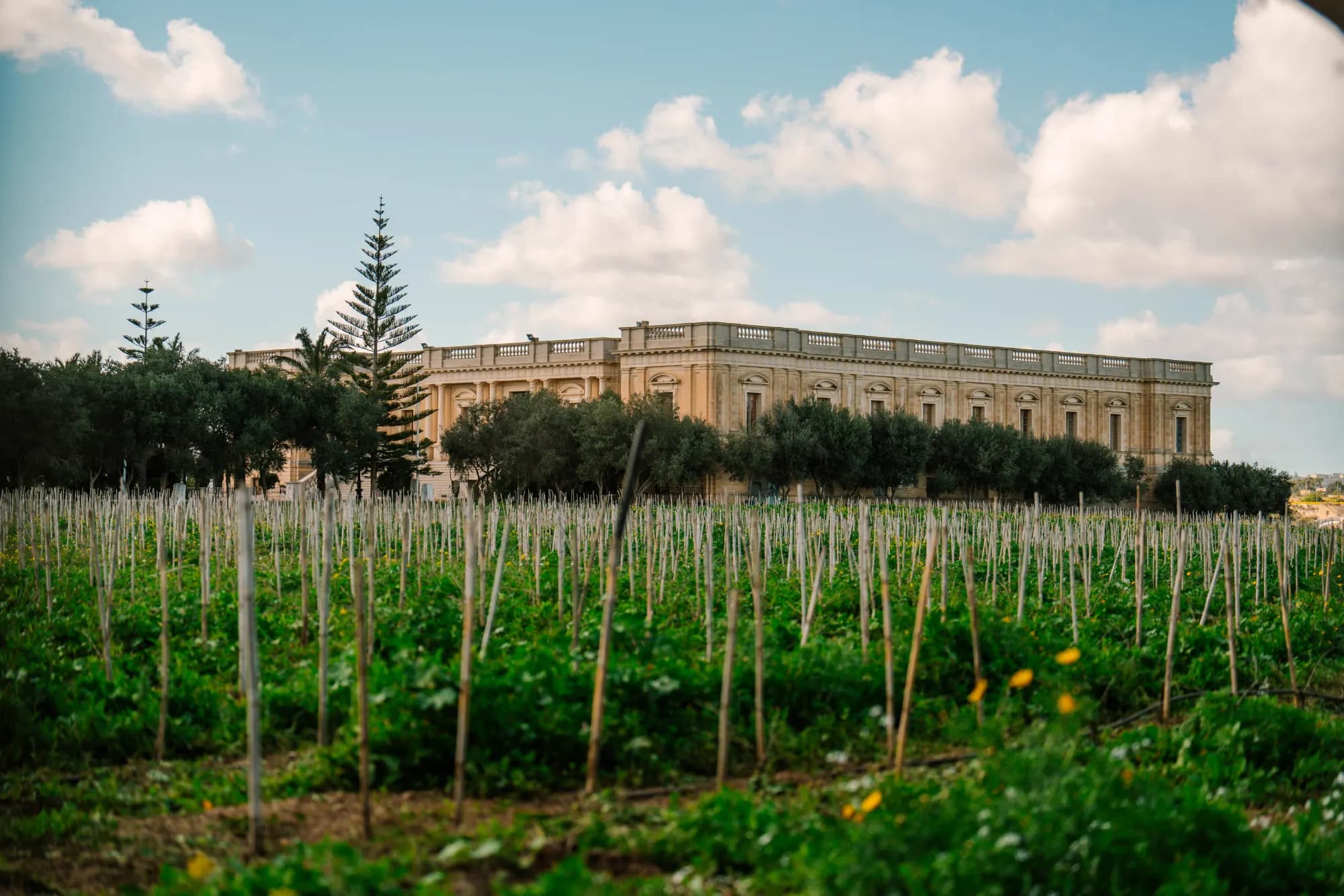 The Montekristo palace rising above its own vineyard